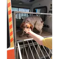 Foto dell\'animale Comune di Sant' Angelo a Scala - 380260043154742