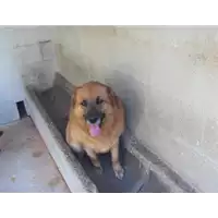 Foto dell\'animale Comune di Altavilla Irpina - 982009106679141