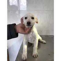 Foto dell\'animale Comune di Altavilla Irpina - 380260043200826