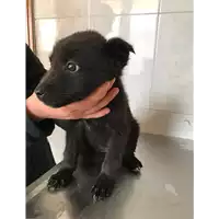 Foto dell\'animale Comune di Pietrastornina - 380260043201066