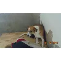 Foto dell\'animale Comune di Montemiletto - 380260043232350