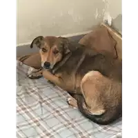 Foto dell\'animale Comune di Vitulano - 380260042757169
