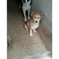 Foto dell\'animale Comune di Vitulano - 380260043461952
