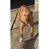 Foto dell\'animale Comune di Altavilla Irpina - 380260043202846