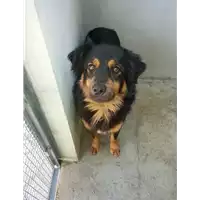 Foto dell\'animale Comune di Cervinara - 380260043159864