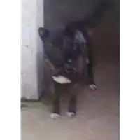 Foto dell\'animale Comune di Altavilla Irpina - 380260043225155