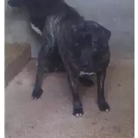 Foto dell\'animale Comune di Altavilla Irpina - 380260043225256