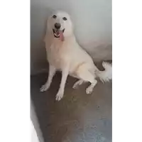 Foto dell\'animale Comune di Roccabascerana - 380260043227690