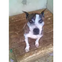 Foto dell\'animale Comune di Altavilla Irpina - 380260043230564