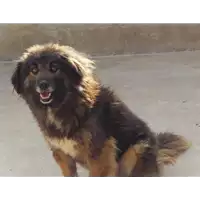 Foto dell\'animale Comune di Bonea - 941000001140499