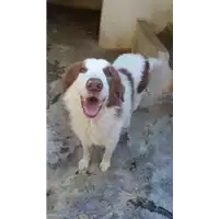 Foto dell\'animale Comune di Altavilla Irpina - 380260043798370