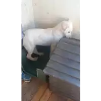 Foto dell\'animale Comune di Campolattaro - 380260043459532