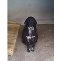 Foto dell\'animale Comune di Roccabascerana - 380260043228746