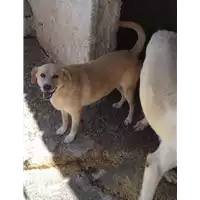 Foto dell\'animale Comune di Roccabascerana - 380260043815819