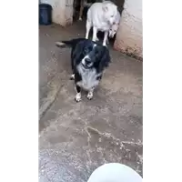 Foto dell\'animale Comune di Roccabascerana - 380260043816434