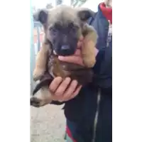 Foto dell\'animale Comune di Prata P. U. - 380260043810990