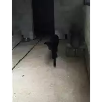 Foto dell\'animale Comune di Roccabascerana - 380260043809906