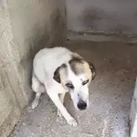 Foto dell\'animale Comune di Cervinara - 380260043815871