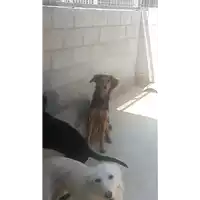 Foto dell\'animale Comune di Ospedaletto d'Alpinolo - 380260043807775