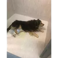 Foto dell\'animale Comune di Vitulano - 380260043722219