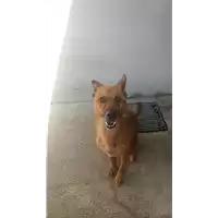 Foto dell\'animale Comune di Amorosi - 380260043722445