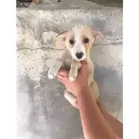 Foto dell\'animale Comune di Amorosi - 380260043722393