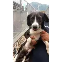 Foto dell\'animale Comune di Pietrastornina - 380260044046292