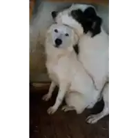 Foto dell\'animale Comune di Roccabascerana - 380260044049472