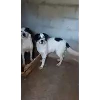 Foto dell\'animale Comune di Roccabascerana - 380260044049799