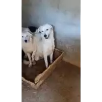 Foto dell\'animale Comune di Roccabascerana - 380260044050077