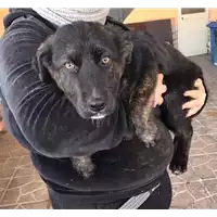 Foto dell\'animale Comune di Roccabascerana - 380260044049633