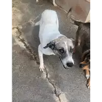 Foto dell\'animale Comune di Roccabascerana - 380260044050564