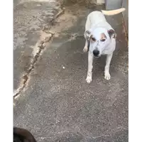 Foto dell\'animale Comune di Roccabascerana - 380260044050394
