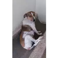Foto dell\'animale Comune di Pietrastornina - 380260044050316