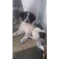 Foto dell\'animale Comune di Amorosi - 380260043882578