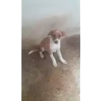 Foto dell\'animale Comune di Amorosi - 380260043881789