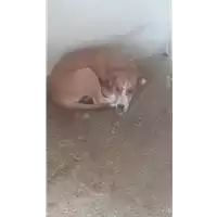 Foto dell\'animale Comune di Amorosi - 380260043882783