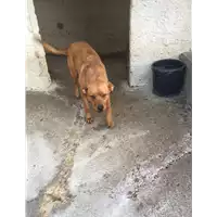 Foto dell\'animale Comune di Roccabascerana - 380260044050036