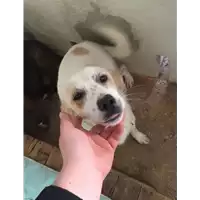 Foto dell\'animale Comune di Paduli - 380260044021717
