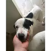 Foto dell\'animale Comune di Paduli - 380260044021719