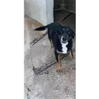 Foto dell\'animale Comune di Altavilla Irpina - 380260043998736