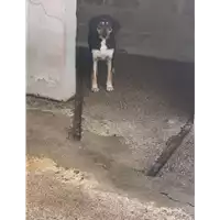 Foto dell\'animale Comune di Altavilla Irpina - 380260043999299