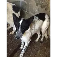 Foto dell\'animale Comune di Altavilla Irpina - 380260043998915