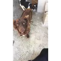 Foto dell\'animale Comune di Altavilla Irpina - 380260043995379