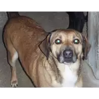 Foto dell\'animale Comune di Roccabascerana - 982009106378104
