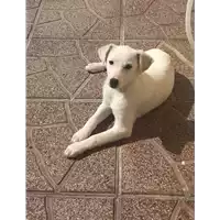 Foto dell\'animale Comune di Montefredane - 380260043994474