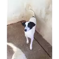 Foto dell\'animale Comune di Roccabascerana - 380260043995338