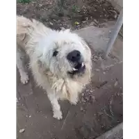 Foto dell\'animale Comune di Altavilla Irpina - 380260043812650
