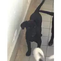 Foto dell\'animale Comune di Altavilla Irpina - 380260043994997