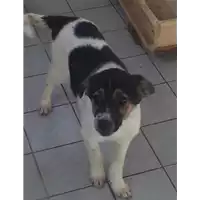 Foto dell\'animale Comune di Altavilla Irpina - 380260043994712